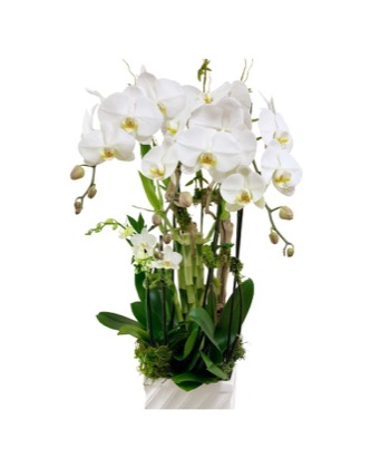 Arrangement no. 4 — Cascading white phalaenopsis orchids arching over a low white planter