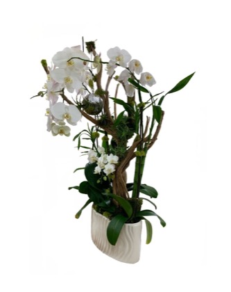 Arrangement no. 6 — Sculptural white orchid with curving branches in a ribbed white pot