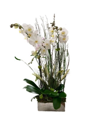 Arrangement no. 15 — Tall white orchid arrangement with grasses in a long pale planter