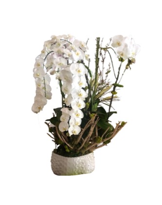 Arrangement no. 18 — Sweeping white orchid cascade over a woven natural basket
